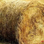 تولید خمیر کاغذ از کاه گندم؛ راهکاری برای بهره‌برداری پایدار از منابع کشاورزی