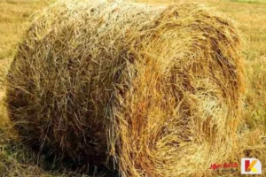 تولید خمیر کاغذ از کاه گندم